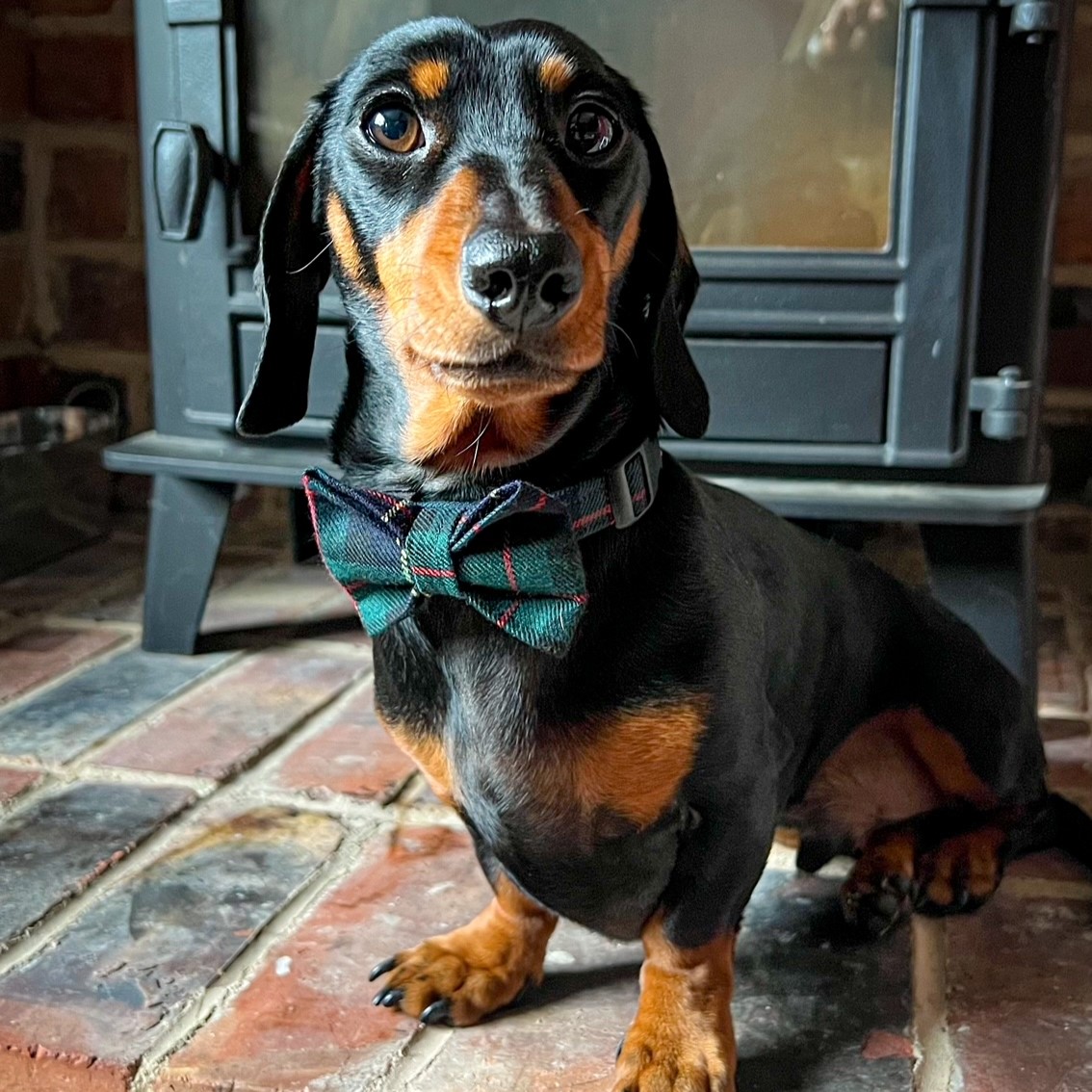 Sausage dog shop bow tie
